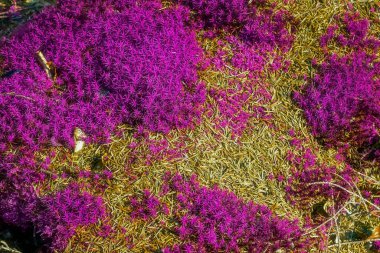 Pembeye yakın görüntüler, orman zemininde mor yosun desenleri.