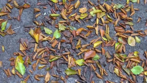 美丽的秋天 五彩斑斓的树叶落在森林的地面上 — 图库视频影像