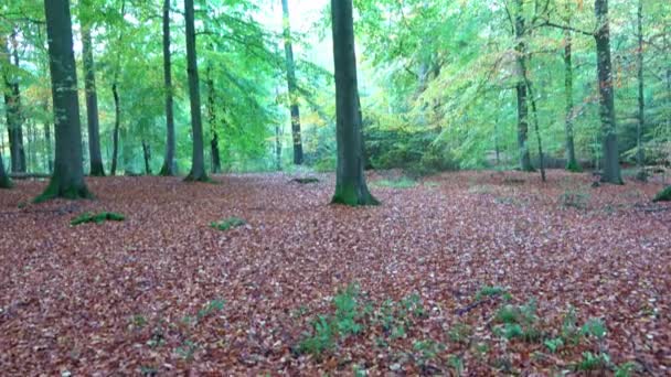 北ヨーロッパの美しい紅葉の森への眺め — ストック動画