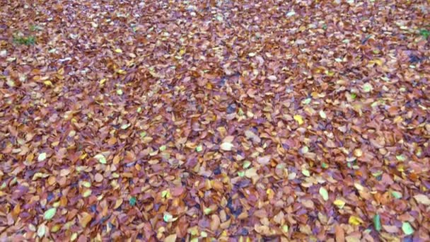 Vista Una Bellissima Foresta Autunnale Colorata Nel Nord Europa — Video Stock