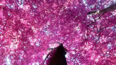 Kızıl ötesi panoramik manzara pembe ve mor orman manzarası
