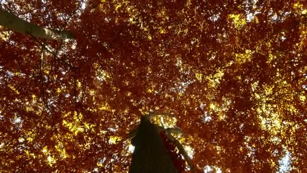秋の森の中の黄金色と茶色の木々の美しい景色 — ストック動画