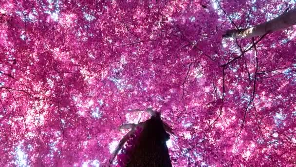 ピンクと紫の森の風景に赤外線パノラマビュー — ストック動画