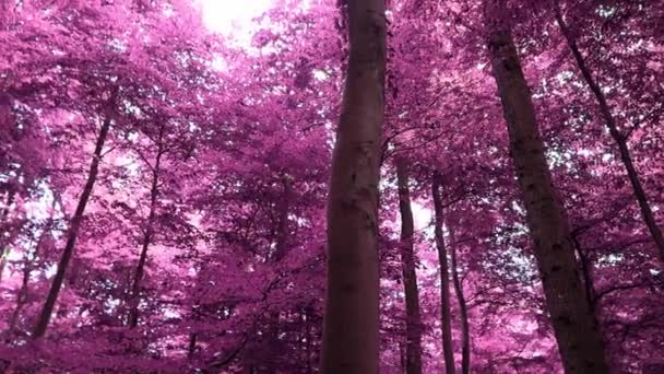 Инфракрасный Панорамный Вид Розовый Фиолетовый Лесной Пейзаж — стоковое видео