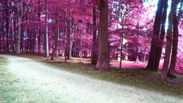 Vue Panoramique Infrarouge Dans Paysage Forestier Rose Violet — Video