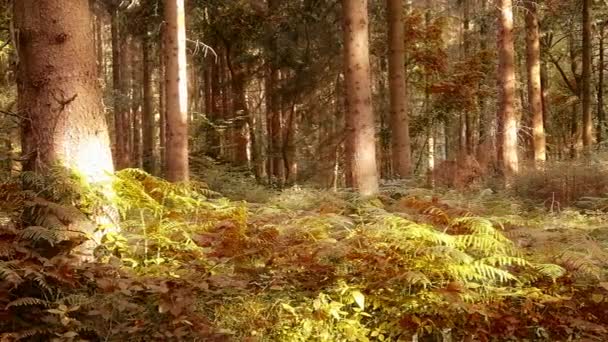 Güz Ormanındaki Altın Kahverengi Ağaçların Güzel Manzarası — Stok video