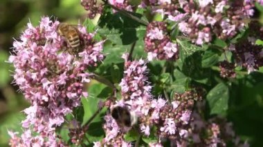 Mor çiçeklerin üzerinde bal toplayan birden fazla arı var.