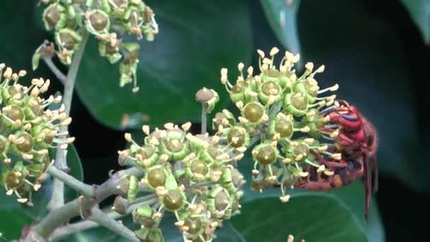 Avispón Europeo Chupando Néctar Una Cabeza Flores Hiedra Otoñales — Vídeos de Stock