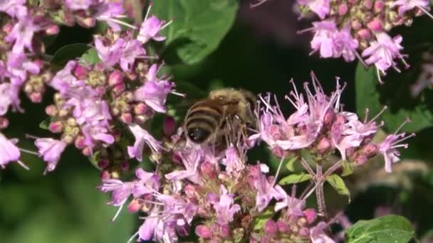 Plusieurs Abeilles Recueillant Miel Sur Des Fleurs Violettes Gros Plan — Video