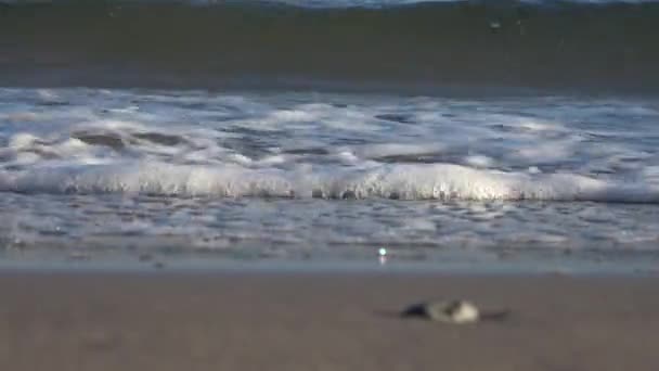Piękny Widok Piaszczyste Plaże Nad Bałtykiem Słoneczny Dzień Północnych Niemczech — Wideo stockowe