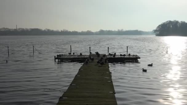 Velká Rodina Kachen Odpočívajících Dřevěném Molu Vodě Jezera Odrazy Slunečního — Stock video