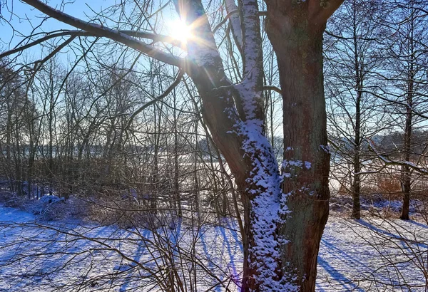 Güneşli Bir Günde Kuzey Avrupa Donmuş Göl Manzarası Karla Kaplıydı — Stok fotoğraf