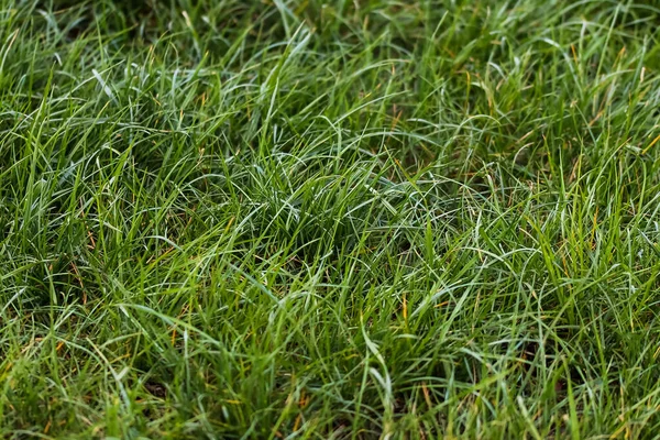 Nahaufnahme Der Grünen Grasoberfläche Auf Einer Wiese Einem Sonnigen Sommertag — Stockfoto