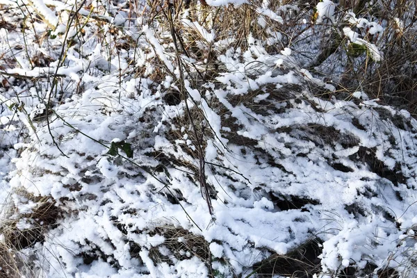 Texture Fond Nature Première Neige Sur Les Braches Les Feuilles — Photo