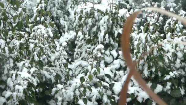 Neige Tombant Lentement Devant Une Haie — Video