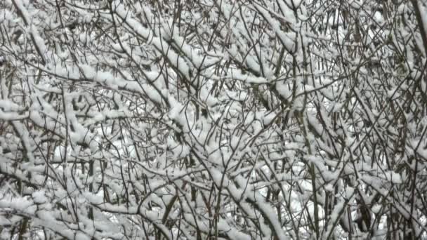 Langsam Fällt Schnee Vor Einer Hecke — Stockvideo