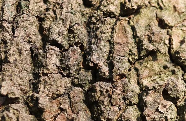 Vue Rapprochée Sur Une Texture Écorce Arbre Très Détaillée Haute — Photo