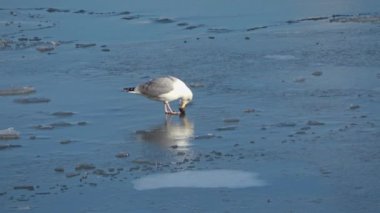 Kiel Limanı 'ndaki donmuş suda martılar.