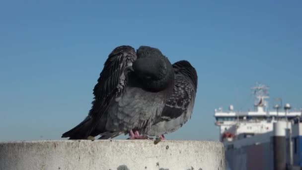 Grijze Duif Maakt Veren Schoon Haven Van Kiel Voor Een — Stockvideo