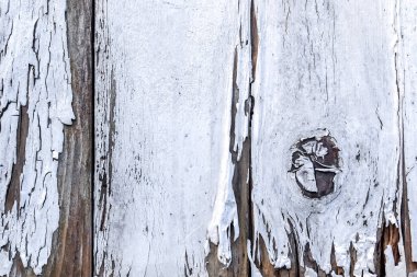 Beyaz kabuklu eski ahşap arka plan dokusu