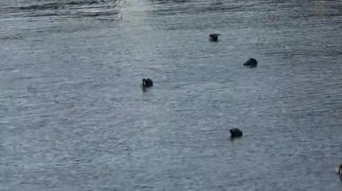 Kiel Limanı 'ndaki Baltık Denizi' nde birkaç Coots.