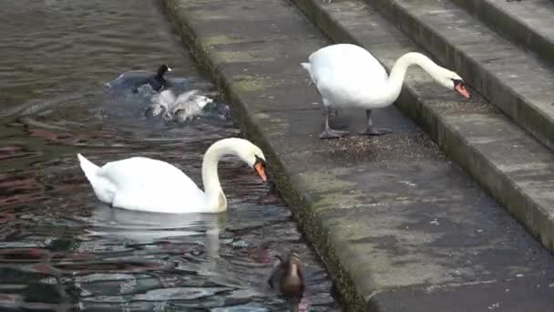 Swans Pigeons Being Feeded Stairs Port Kiel — Stock Video