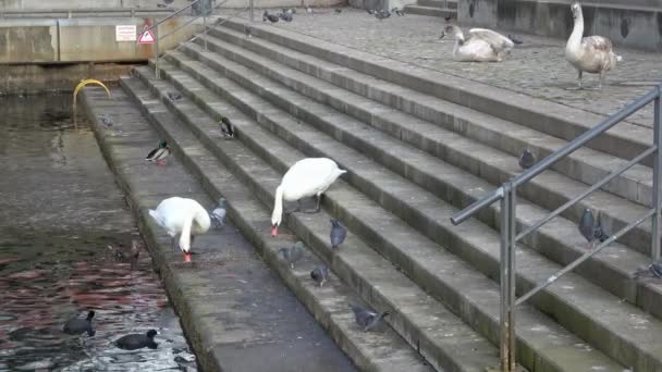 Labutě a holubi jsou krmeni na schodech v přístavu Kiel