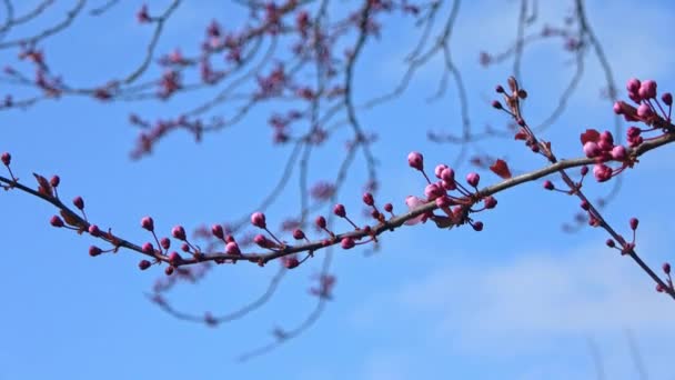 Piękne Kwitnące Drzewa Kwitną Wiosną Tle Błękitnego Nieba — Wideo stockowe
