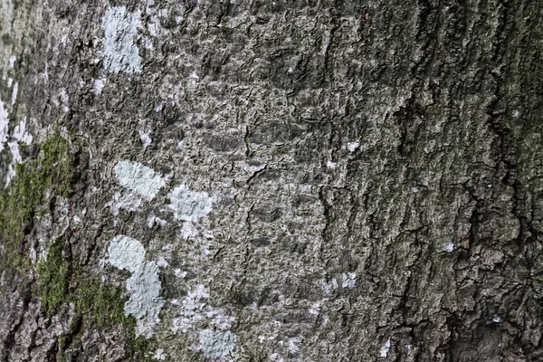 Vista Cerca Textura Corteza Árbol Muy Detallada Alta Resolución — Foto de Stock