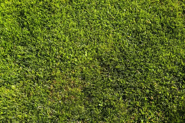 Fermez Surface Herbe Verte Sur Une Prairie Par Une Journée — Photo