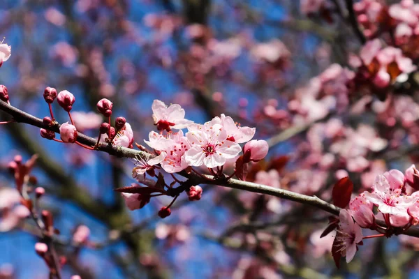 Beautiful cherry and plum trees in blossom during springtime with colorful flowers.