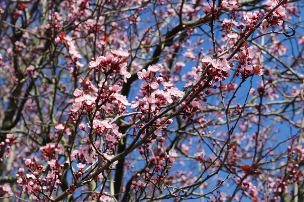 Hermosos Cerezos Ciruelos Flor Durante Primavera Con Flores Colores — Foto de Stock