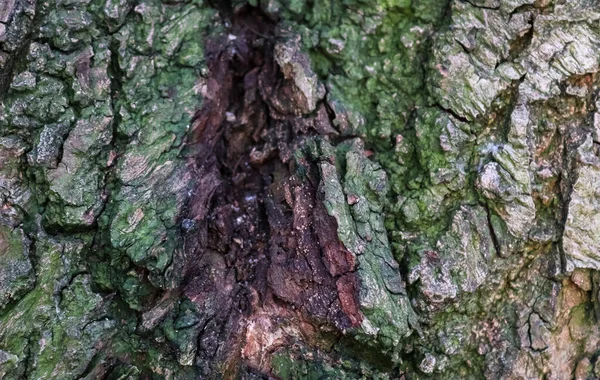 Κλείσιμο Προβολής Πολύ Λεπτομερή Υφή Φλοιού Δέντρου Υψηλή Ανάλυση — Φωτογραφία Αρχείου