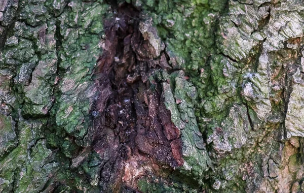 Vue Rapprochée Sur Une Texture Écorce Arbre Très Détaillée Haute — Photo