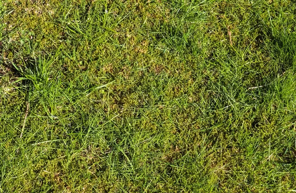 Nahaufnahme Der Grünen Grasoberfläche Auf Einer Wiese Einem Sonnigen Sommertag — Stockfoto