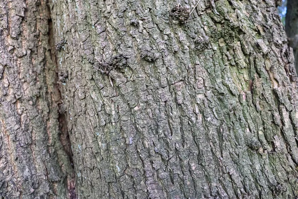 Close View Very Detailed Tree Bark Texture High Resolution — Stock Photo, Image