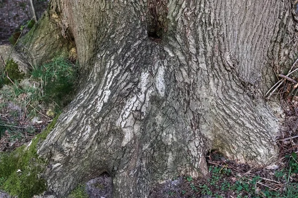 Close View Very Detailed Tree Bark Texture High Resolution — Stock Photo, Image