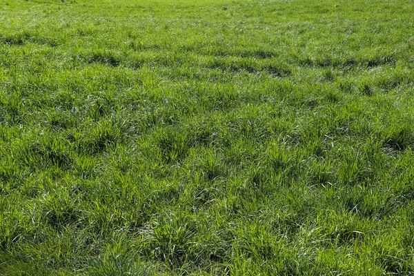 Закрыть Поверхность Зеленой Травы Лужайке Солнечный Летний День — стоковое фото