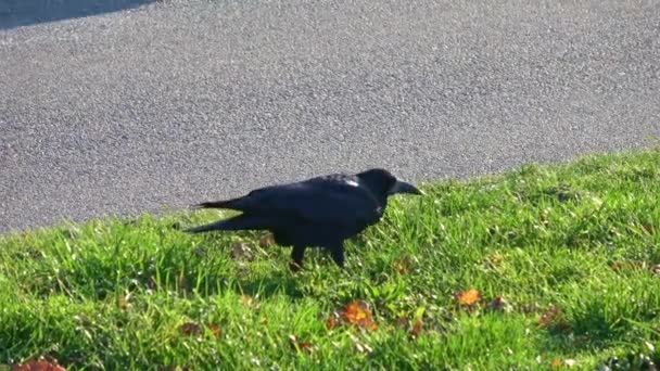 Gros Plan Sur Corbeau Noir Marchant Sautant Côté Une Route — Video