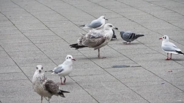 Veel Meeuwen Zonnebaden Overblijfselen Van Een Pier Aan Een Baltisch — Stockvideo