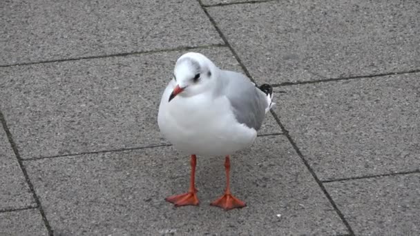 Lots Seagulls Sunbathing Remains Pier Baltic Sea Beach — Stock Video