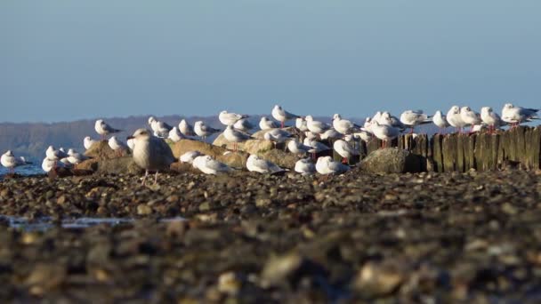 Sacco Gabbiani Prendere Sole Sui Resti Molo Una Spiaggia Mare — Video Stock