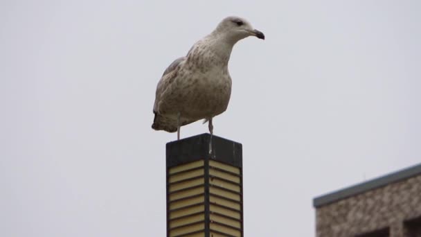 Veel Meeuwen Zonnebaden Overblijfselen Van Een Pier Aan Een Baltisch — Stockvideo