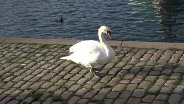 Лебеді Ходять Бруківській Стежці Біля Води Порту — стокове відео