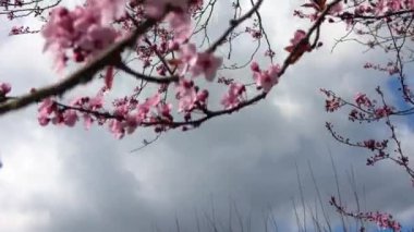 İlkbaharda açmakta olan güzel kiraz ve erik ağaçlarına odaklan. Rüzgarda mavi gökyüzüne doğru hareket et.