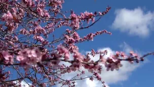 Foco Seletivo Belas Cerejeiras Ameixas Flor Durante Primavera Movendo Vento — Vídeo de Stock