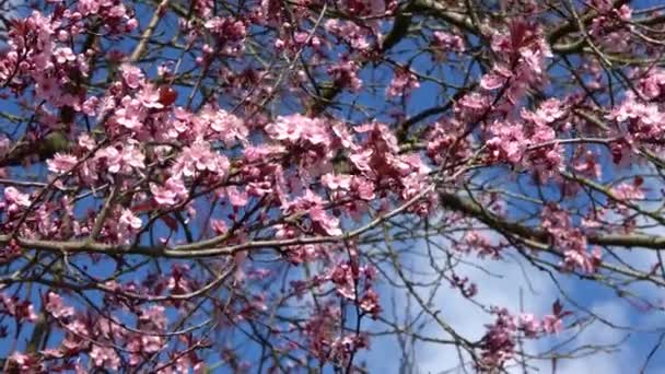 Lkbaharda Açmakta Olan Güzel Kiraz Erik Ağaçlarına Odaklan Rüzgarda Mavi — Stok video