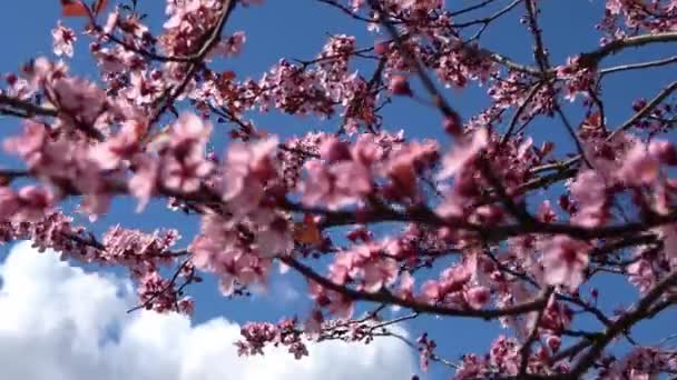 봄철에 바람에 하늘을 배경으로 아름다운 벚나무와 자두나무에 선택적으로 초점을 맞춘다 — 비디오