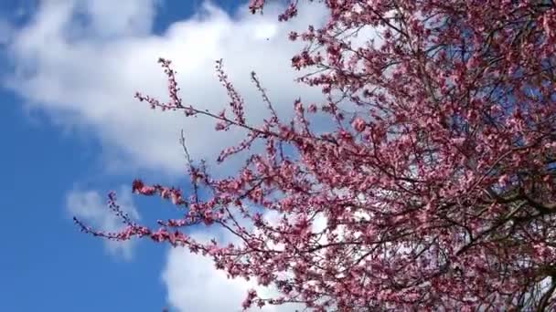Selektywne Skupienie Się Pięknych Wiśniowych Śliwkowych Drzewach Kwitnących Wiosną Poruszających — Wideo stockowe