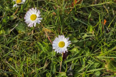 Çiçekli bir yaz arka planında beyaz bir papatya. Leucanthemum vulgare. Çiçekli papatya ve bahçe konsepti güzel bir doğa sahnesinde çiçek açan papatyalarla..